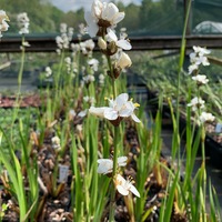 Libertia grandiflora 